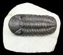 Austerops Trilobite With Nice Eyes - Cyber Monday Deal! #56658-1